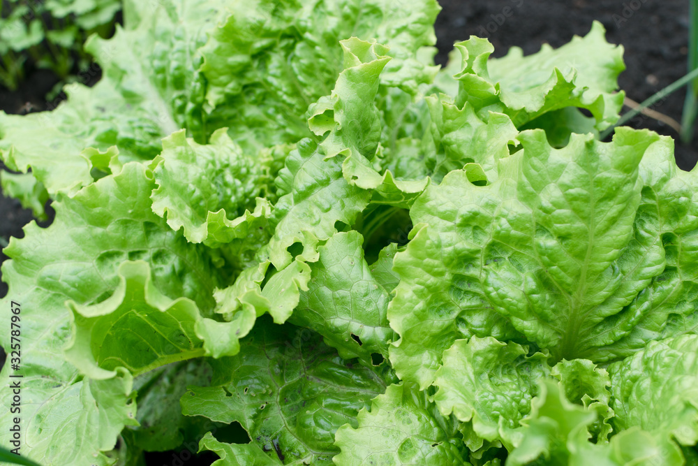 Fresh lush eco lettuce leaves background closeup Fresh lush eco lettuce leaves background closeup