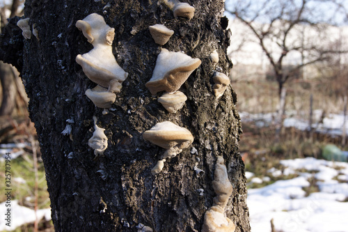 Unedged mushrooms growing on a tree trunk.