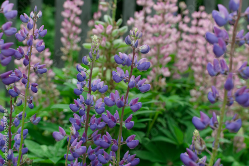 Lupinus or lupine flower close up with blurred background
