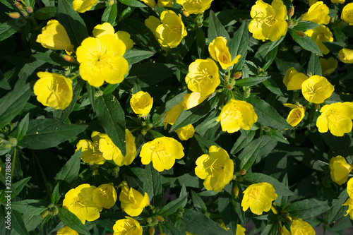 Yellow flowers of Oenothera  evening primrose  suncups or sundrops