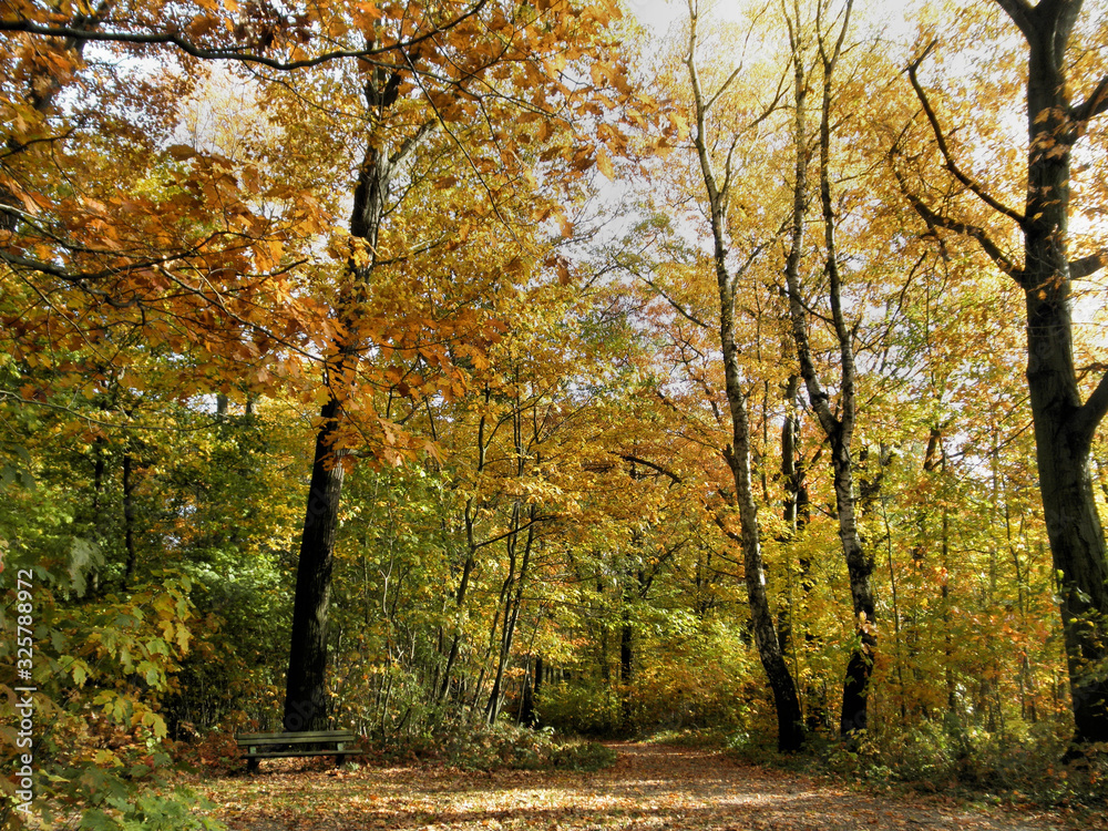 Rastplatz in einem Buchenwald im Herbst, sonniger Tag, bunte Laubbäume.
