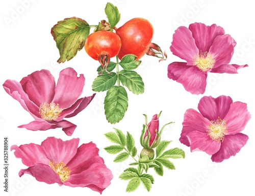 Watercolor dog-rose with berries and green leaves  isolated on white background. Hand drawn botanical briar set.
