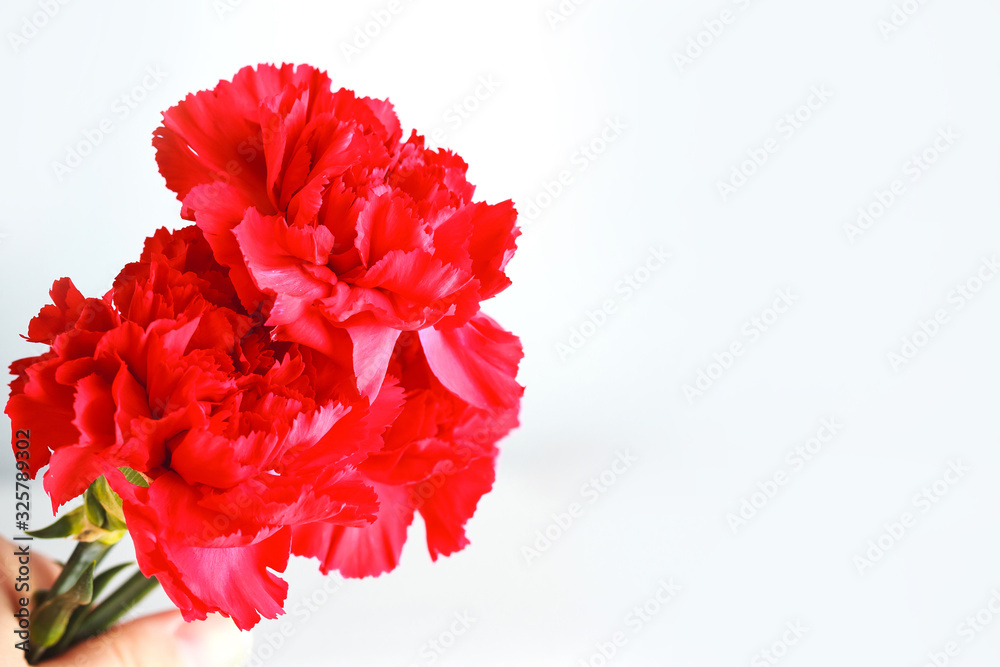 Three red carnations on a white uniform background. Greeting card for the holiday of the great victory of May 9. Three red carnations on a white uniform background. Greeting card for the holiday of the great victory of May 9.