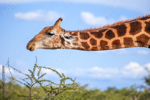 Giraffe eating an acacia