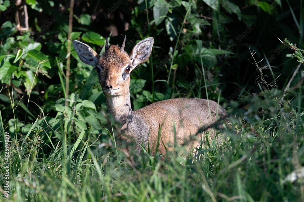 dik dik antelope in the sunlight in the Masai Mara dik dik antelope in the sunlight in the Masai Mara