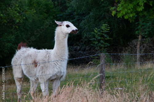 White Lama animal wild life fenced off mamal uk full body shot