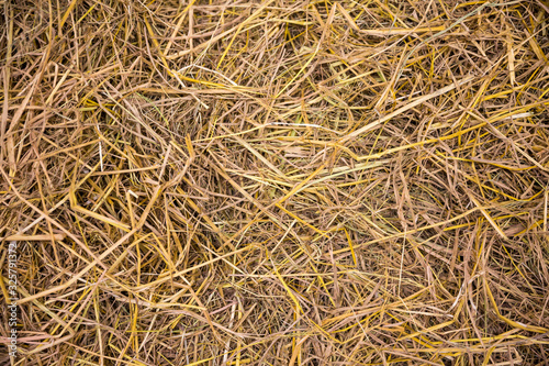 background of dry straw with ears, dried straw placed over soil for agriculture