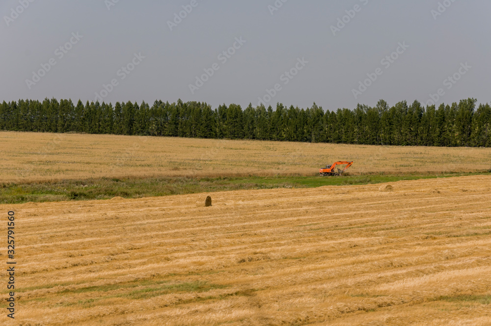 Obraz premium Hayfield. There are many stacks around. Meadow in the early autumn. Dry plants around. Gold colors. Green forest far away. Dark heaven with white clouds above. Excavator is working