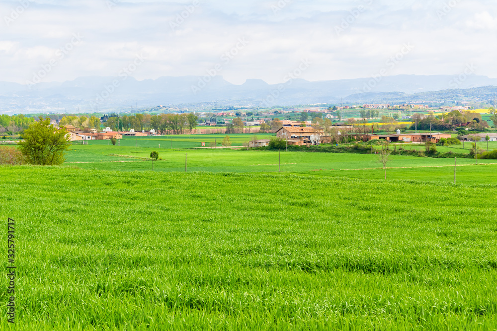 Field view where wheat grows that remains in an intense green color in April. Malla, Catalonia, Spain