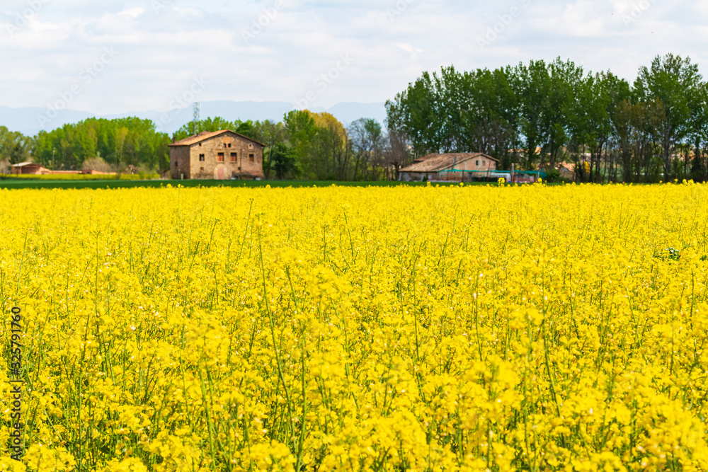 View of a yellow blooming rapeseed field with multiple rural houses scattered throughout the Osona Valley, Malla, Catalonia, Spain