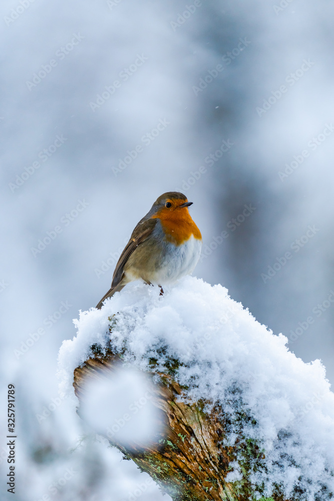 European robin (Erithacus rubecula) on snow covered wooden branch - selective focus European robin (Erithacus rubecula) on snow covered wooden branch - selective focus