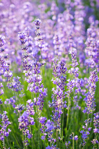 Beautiful detail of a fragrant blooming field of lavender flowers. Can be used for agriculture  perfume  cosmetics SPA  medical industries and diverse advertising materials or greeting card