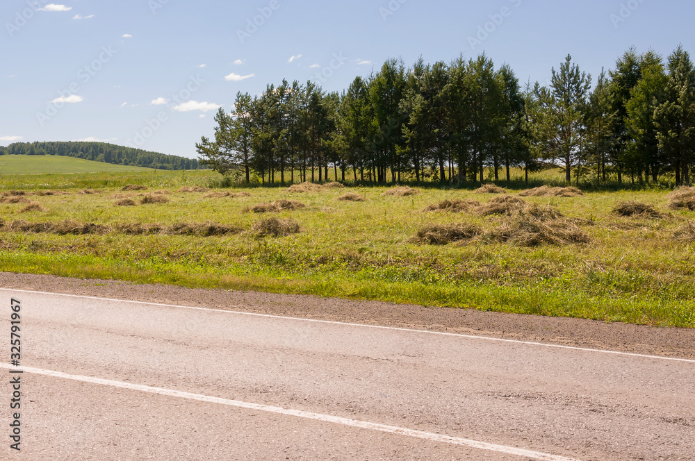 Fototapeta premium There are many stacks around. Meadow in the summer. Dry plants around. Asphalt road. Gold and green colors. Dark green forest far away. Blue heaven with tiny white clouds above