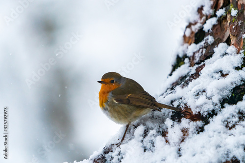 European robin (Erithacus rubecula) on snow covered wooden branch in Scottish forest - selective focus © beataaldridge