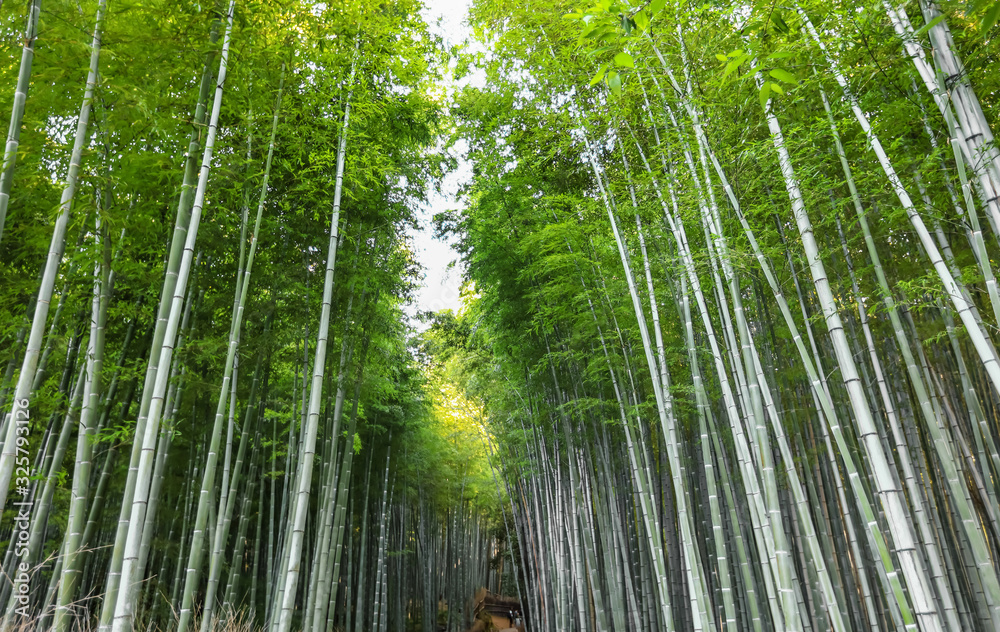 Famous Bamboo forest in Kyoto city Japan Famous Bamboo forest in Kyoto city Japan