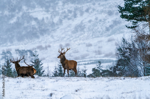 Scottish red deer (Cervus elaphus) in winter snow in Scotland - selective focus