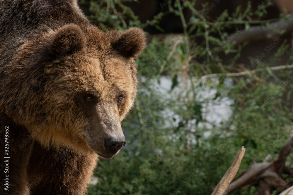 Retrato de un oso pardo