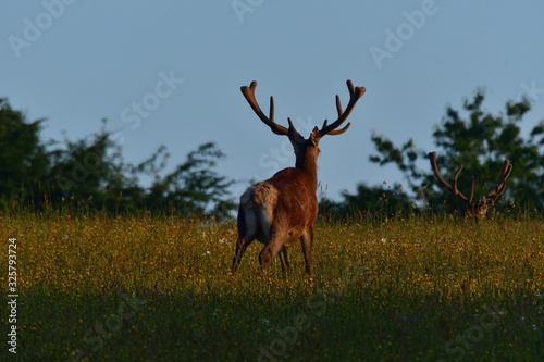 Stag deer with growing antler to rest on the grass in spring 