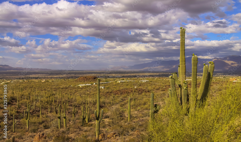 Obraz premium Saguaro Cactus in Sonaran desert