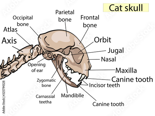 Cat skull anatomy. The side view shows the main parts that made. For basic medical education Also for clinics, veterinary