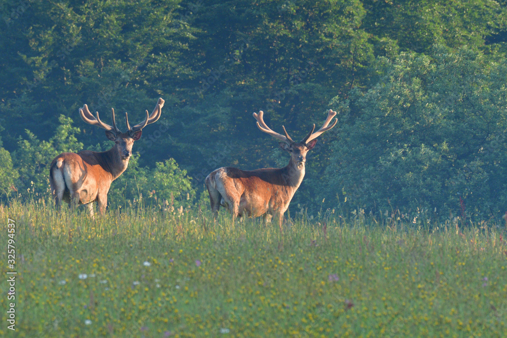 Fototapeta premium Stag deer with growing antler to rest on the grass in spring 