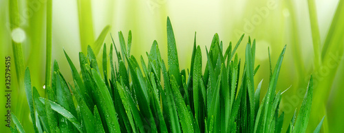 grass and water background