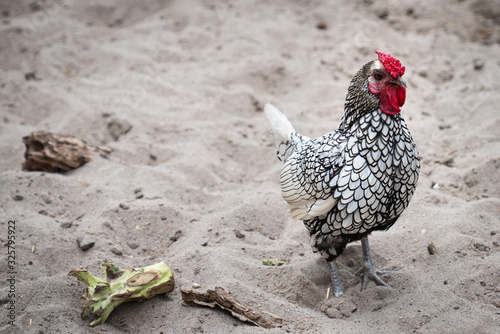 Silver Sebright Male Chicken with Red  Comb and Wattle photo