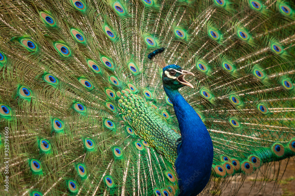 Fototapeta premium Indian Peacock or Peafowl displaying his majestic feathers