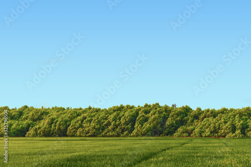 green land with nice sky  peaceful environment with space on the sky where you can write a message for commerce