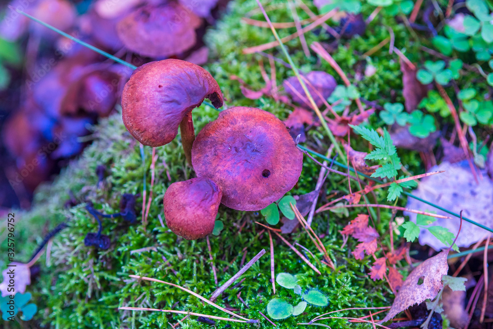 Forest poisonous mushrooms. Photographed close-up. Forest poisonous mushrooms. Photographed close-up.