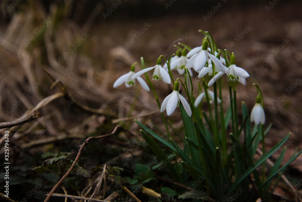 Fototapeta premium Several small snowdrops, beautiful snowdrops, dark photo