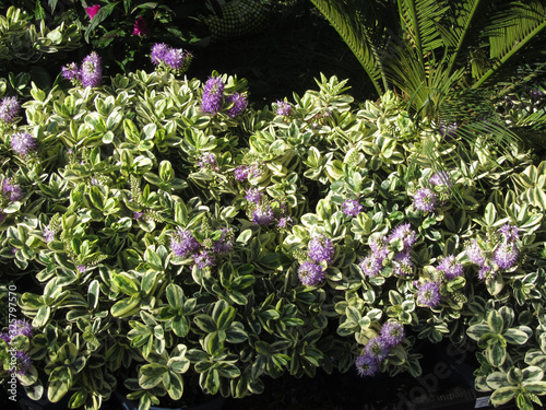 Variegated Hebe ( Veronica ) - Hebe Variegata
