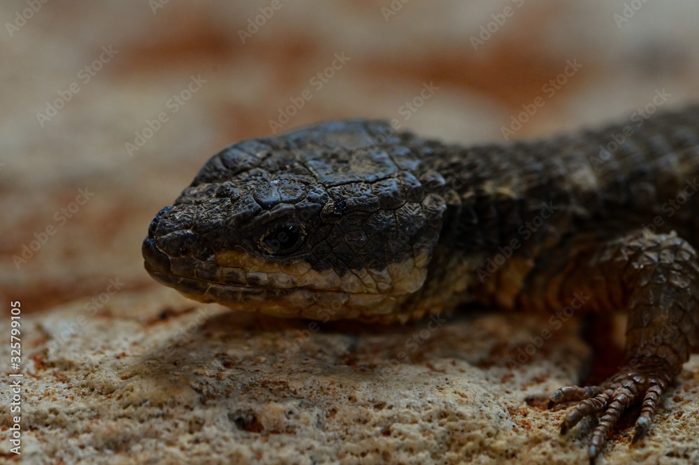 Naklejka premium Small salamander on rock