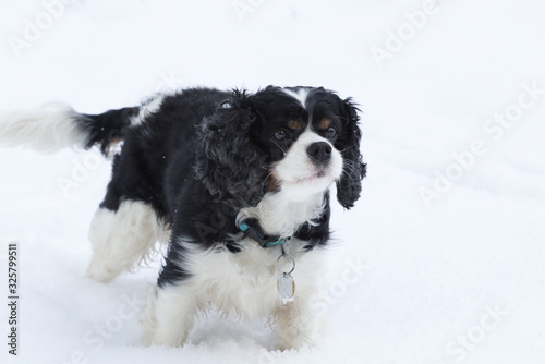 Cavalier King Charles Spaniel on white snow © Jiri