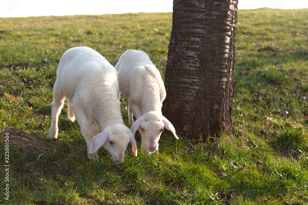 Two young lambs on a meadow Two young lambs on a meadow