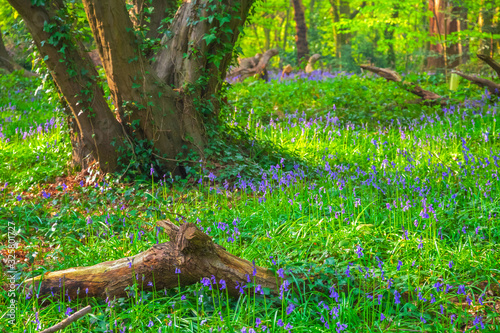 Bluebell in Highgate Wood, North London, England