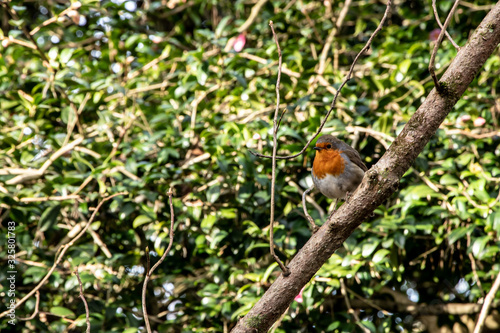 Robin Bird perched on tree branches redbreast outdoors nature