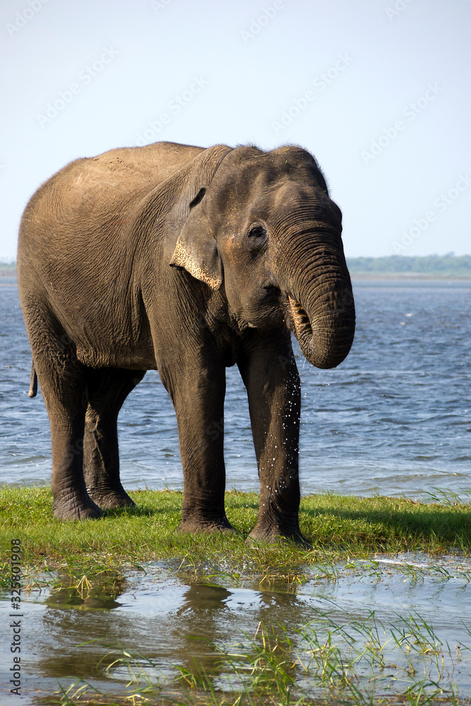 Obraz premium Young elephant drinking water in the national park