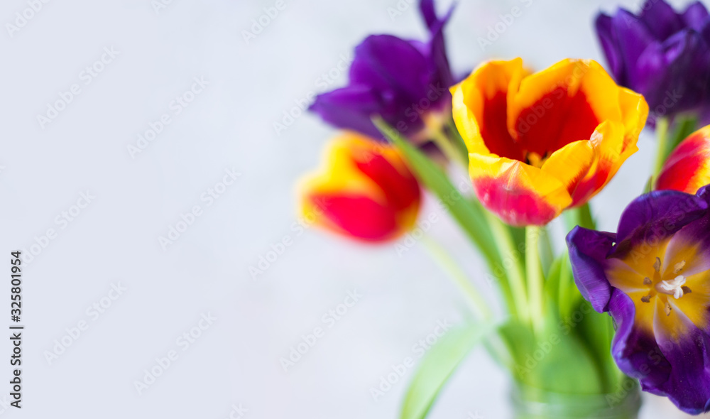 purple, red, yellow tulips close-up. spring flower background purple, red, yellow tulips close-up. spring flower background