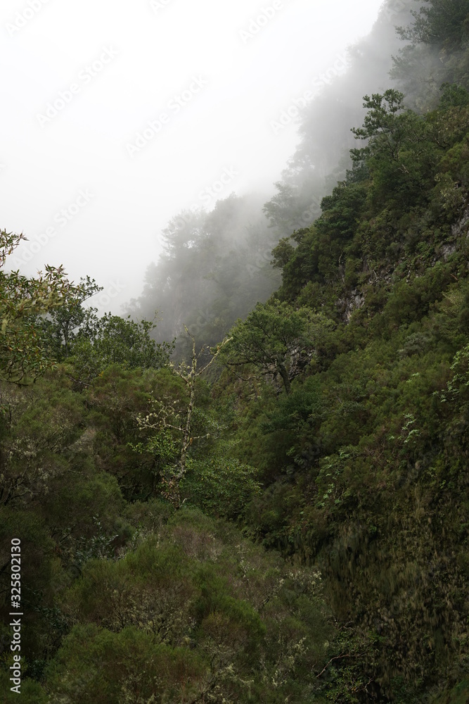 Berg, Wald und Nebel (Madeira)