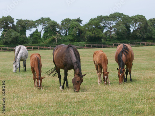 Εκτύπωση καμβά Mare and Foals