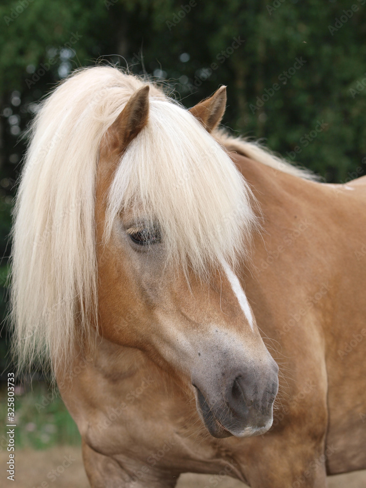Obraz premium Haflinger Horse Headshot