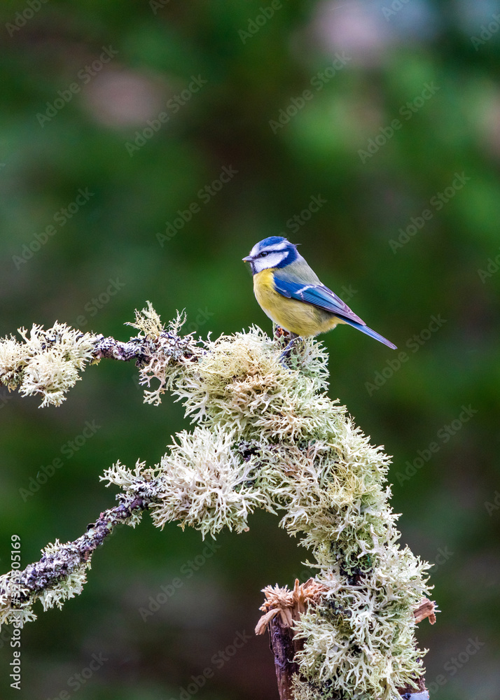Obraz premium Blue tit (Cyanistes caeruleus) on a tree branch in a forest - selective focus