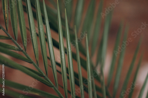 close-up of a leaf of a houseplant. the main subject is out of focus, selective focus, film and grain photo