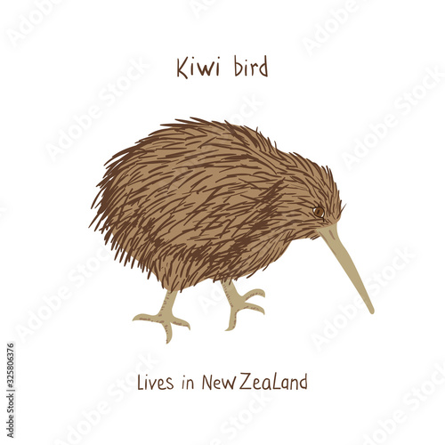 Drawn kiwi with text Kiwi bird lives in New Zealand. Childish tee shirt print.
