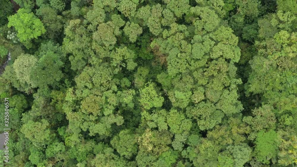 Aerial view of a tropical rainforest, showing a very large variety of different trees and palm trees all in different shades of green Aerial view of a tropical rainforest, showing a very large variety of different trees and palm trees all in different shades of green