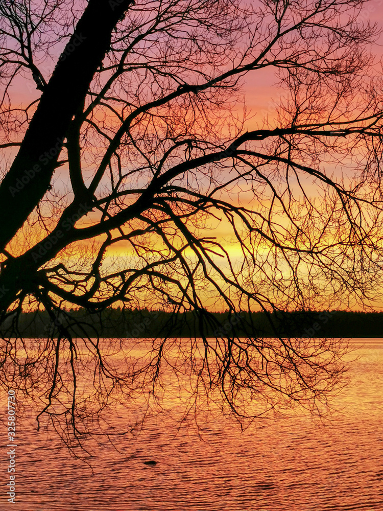tree at sunset tree at sunset