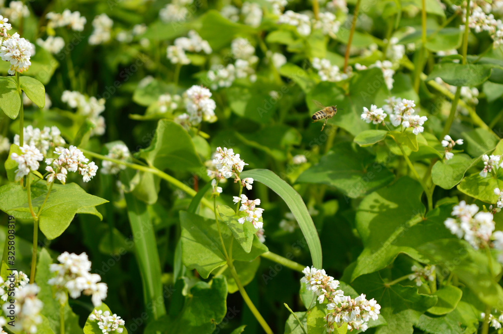 Flying honeybee in the field of flowering white buckwheat Flying honeybee in the field of flowering white buckwheat