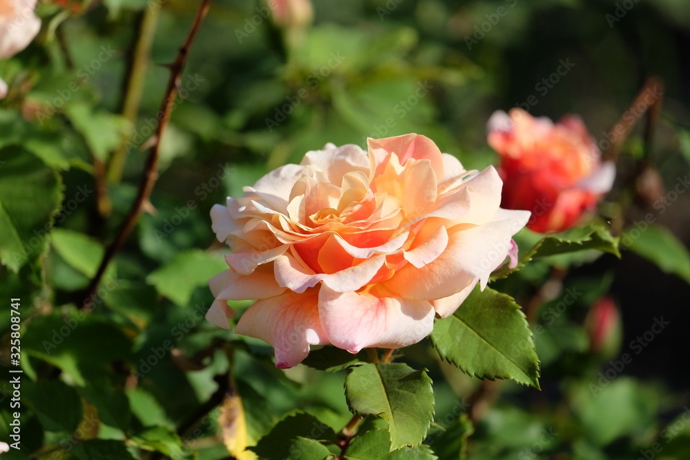 Obraz premium Marktredwitz