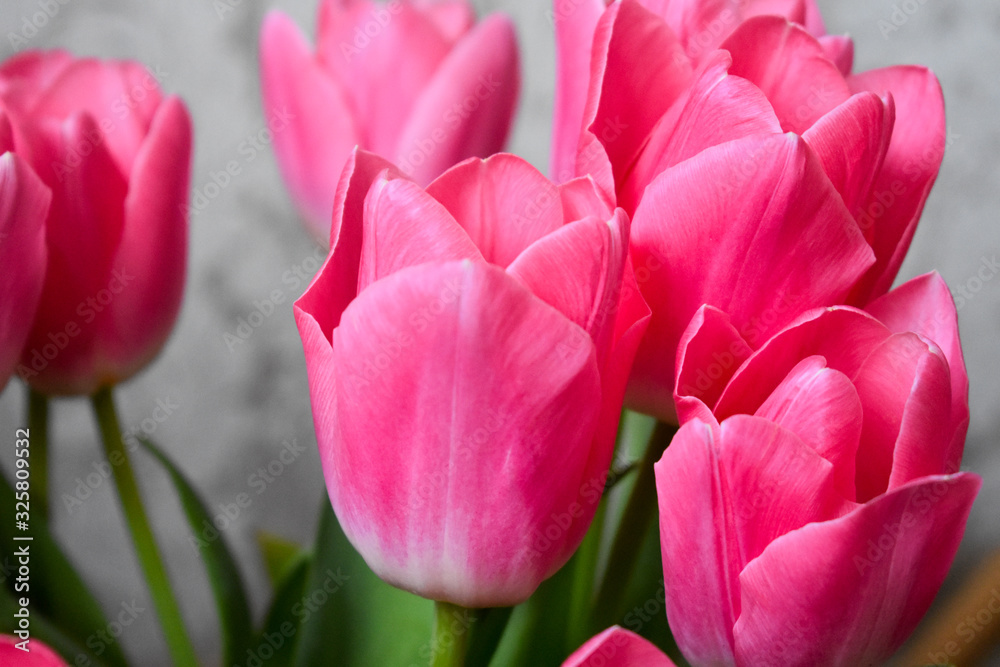 Naklejka premium bouquet of pink tulips in the sun